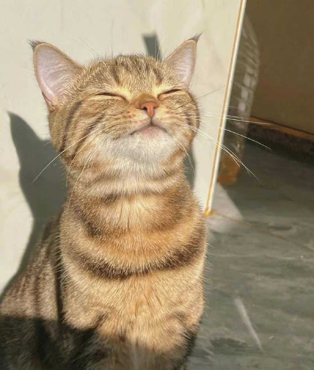 可达鸭