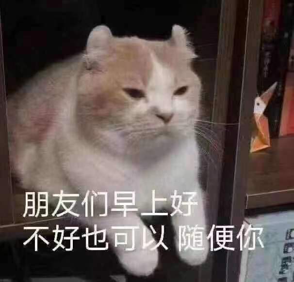 大梁第一猫猫奴