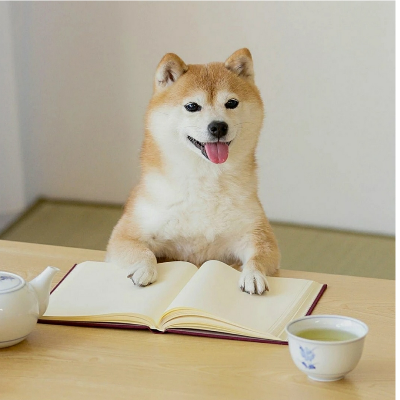 阿柴i