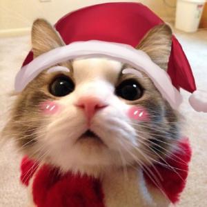 A＇ゞ像只小野猫