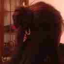 gatto