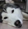 Handsome husky！