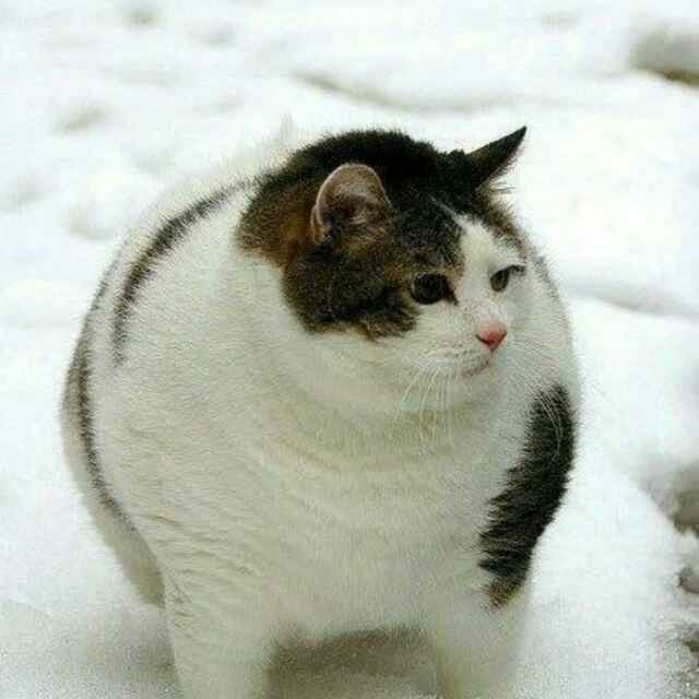 (￣へ￣)