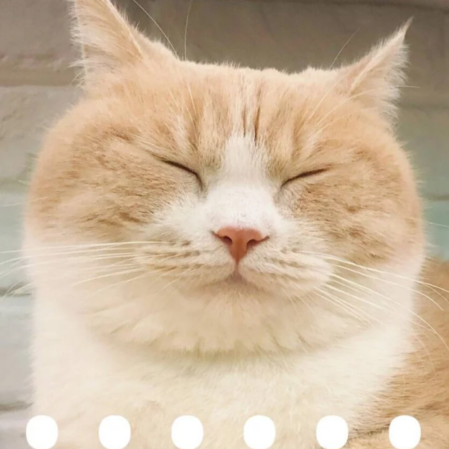 采和