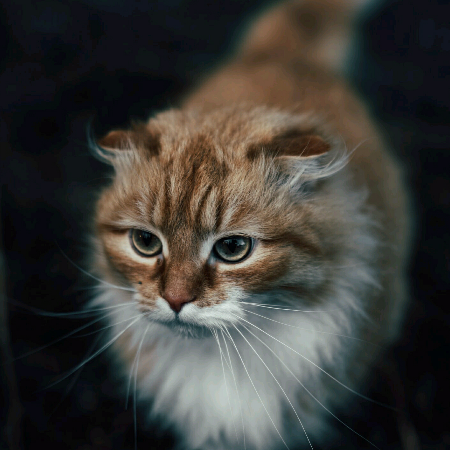 橘子