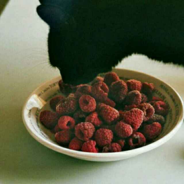 木昔酱