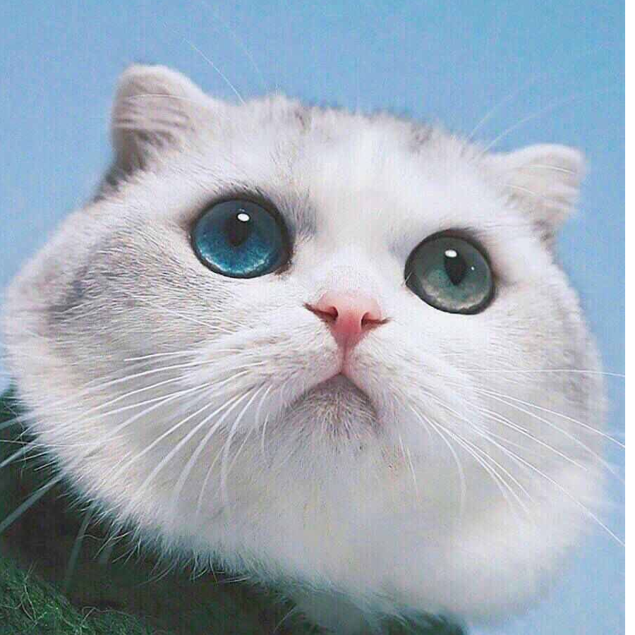 莺时_七