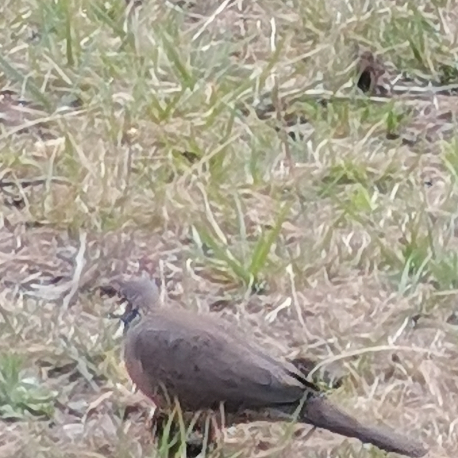 胆小的人类其实更喜欢变成鬼的我