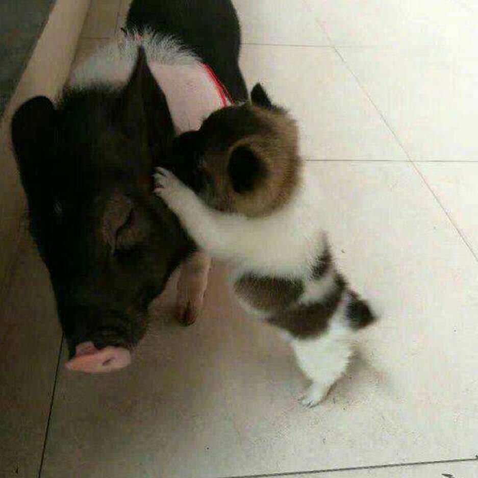 独行者