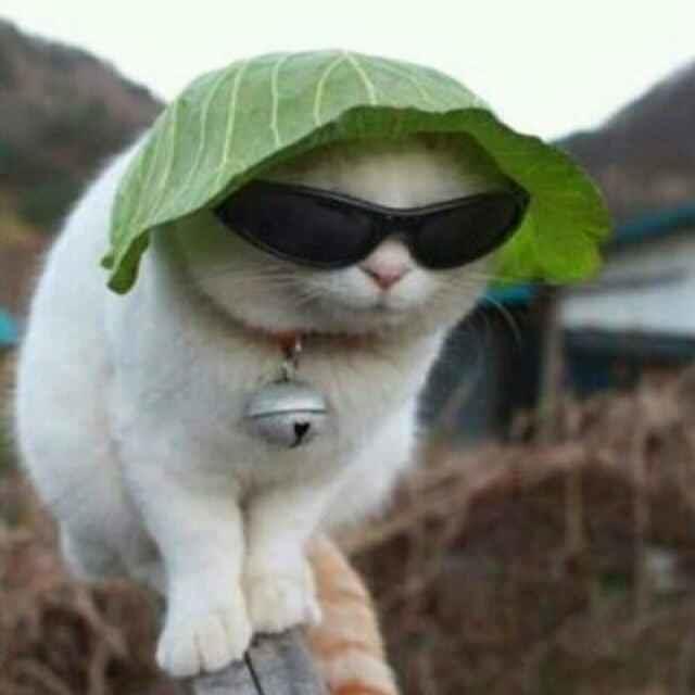 猫君
