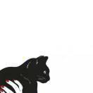 薛定谔的猫