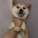 *涛*ᵀ**ᵃᵒ