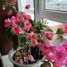 晋芳