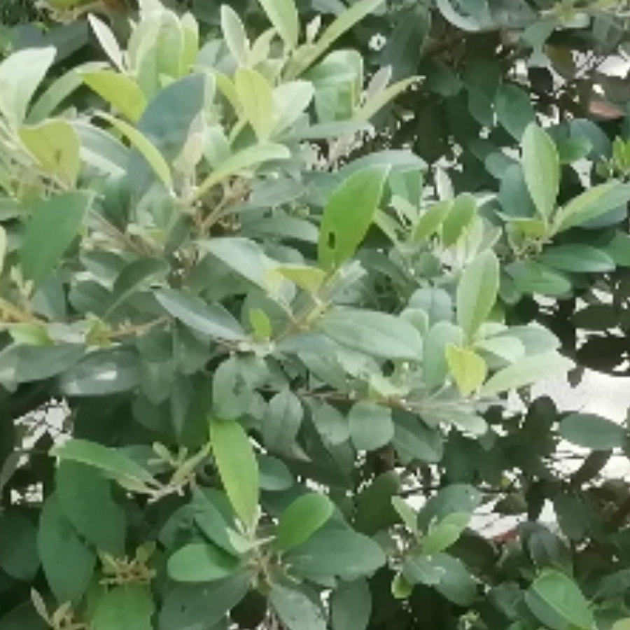 试一试改id，诶嘿～