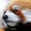 浣熊不是小熊猫！！