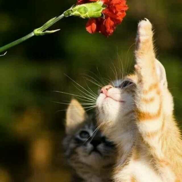 飞獄