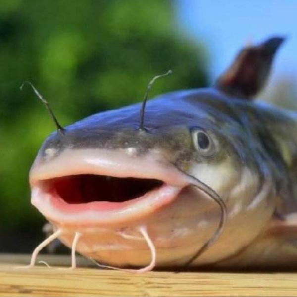 一条老鲶鱼fish