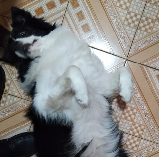 飞镜