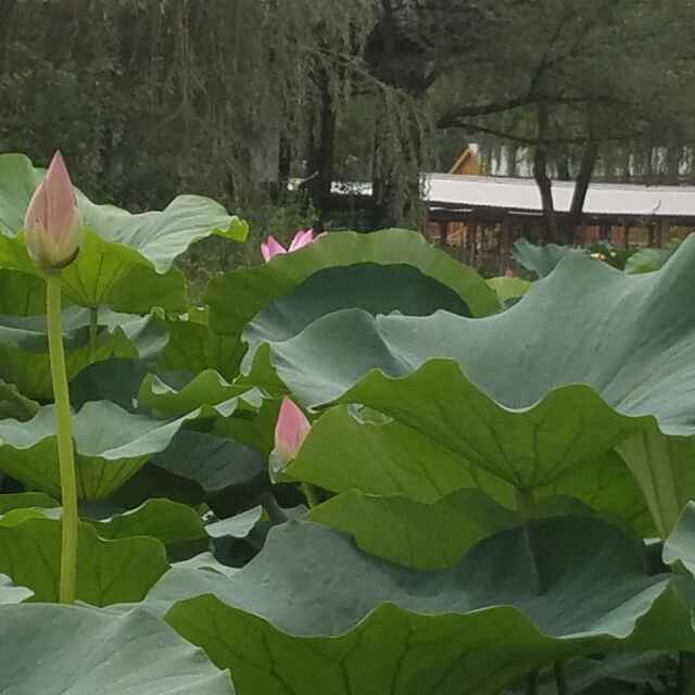 潮来潮往
