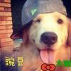 豌豆大咖