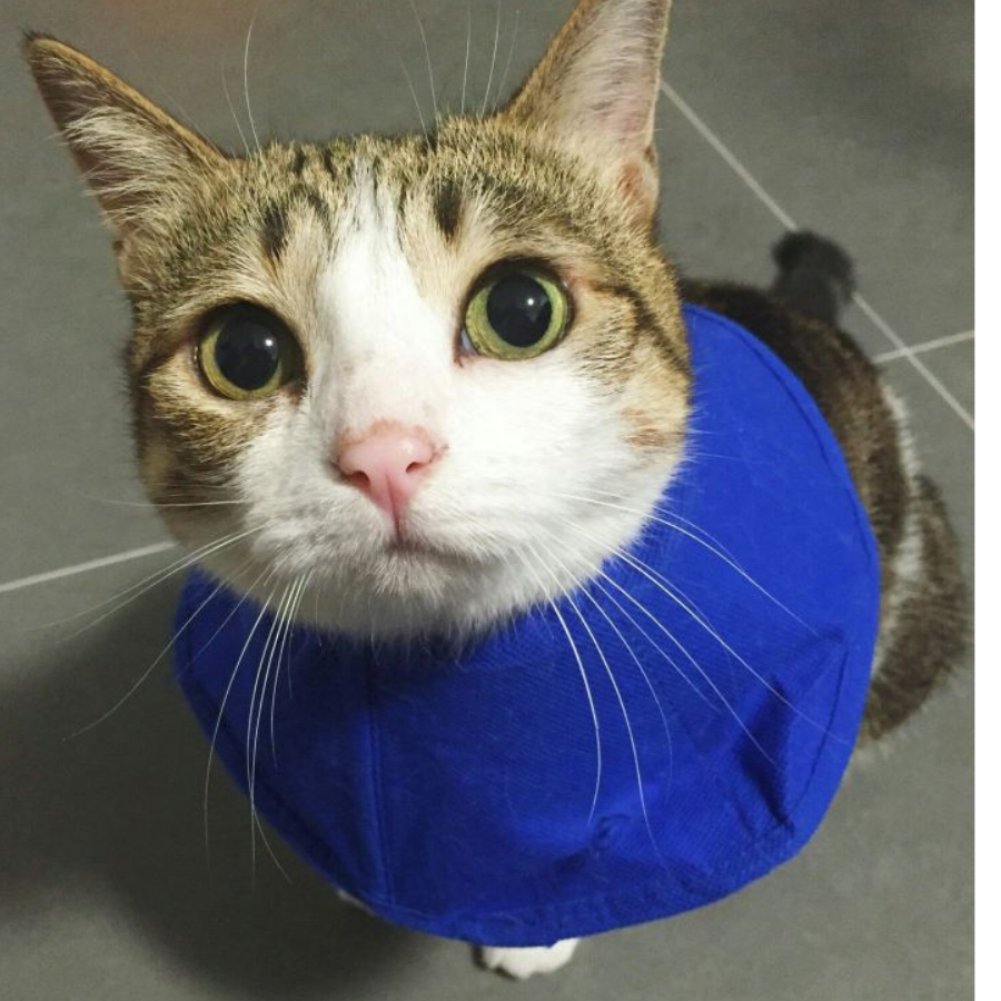 龙猫没有猫