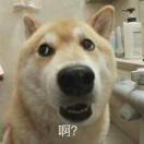 莫里斯