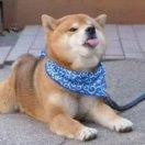 可爱的路人