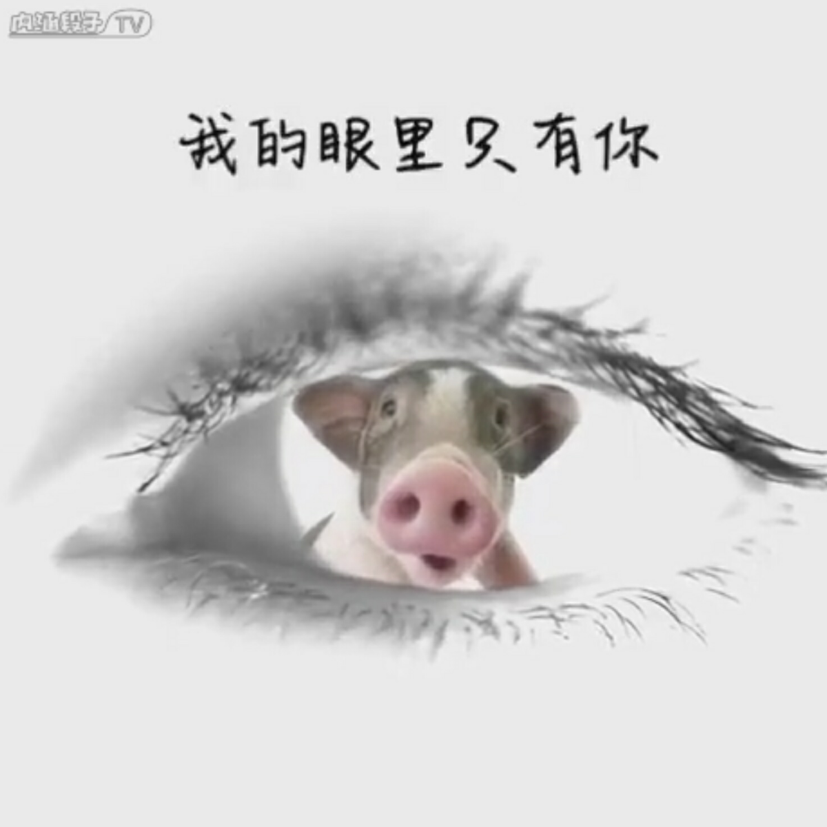 大鲍鲍