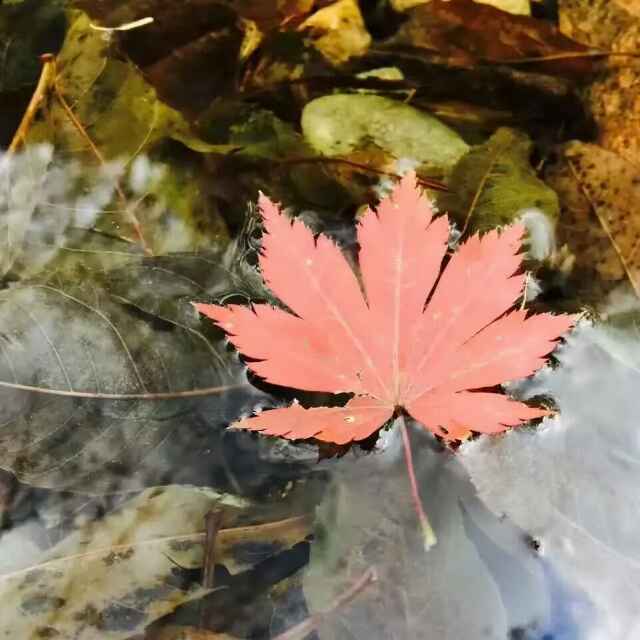 枫叶🍁