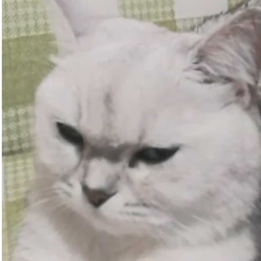 肥肥头