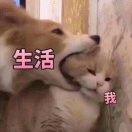 藕胖胖