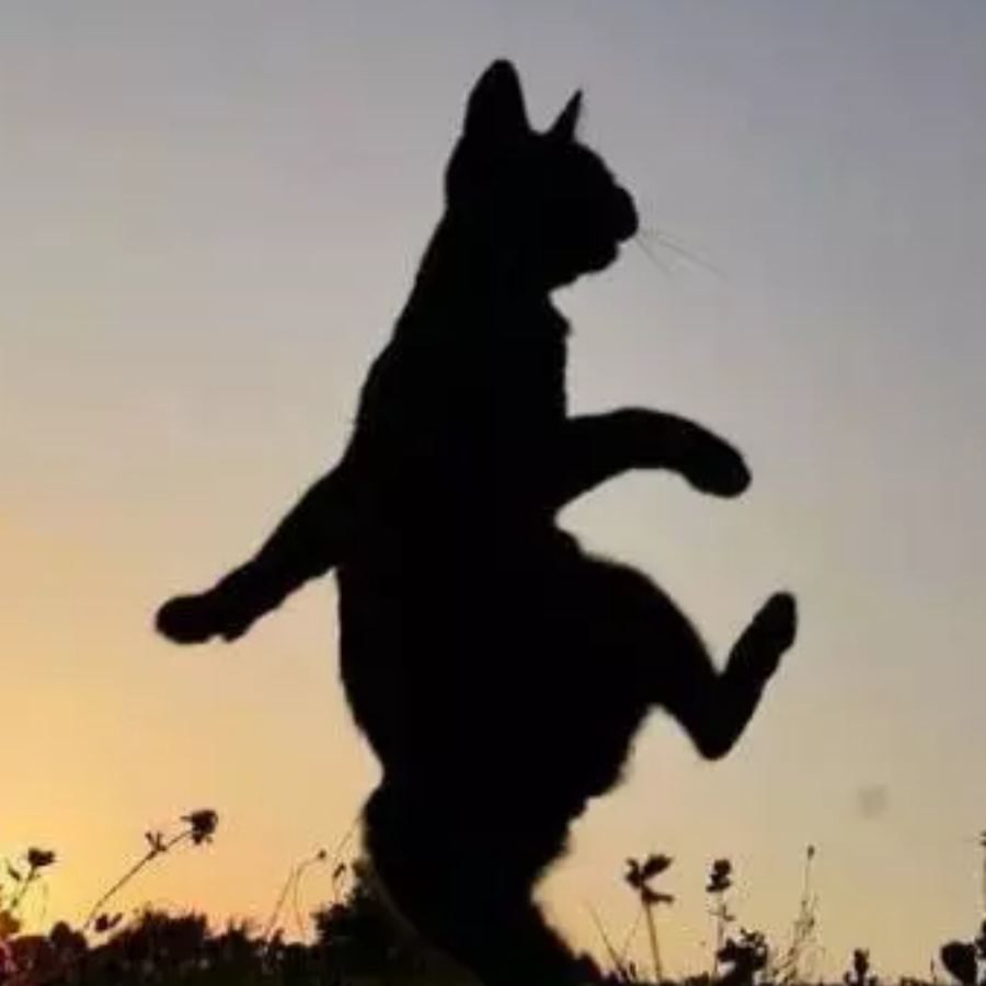 聿轭