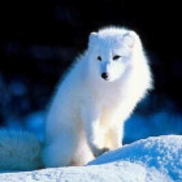 极地雪狐