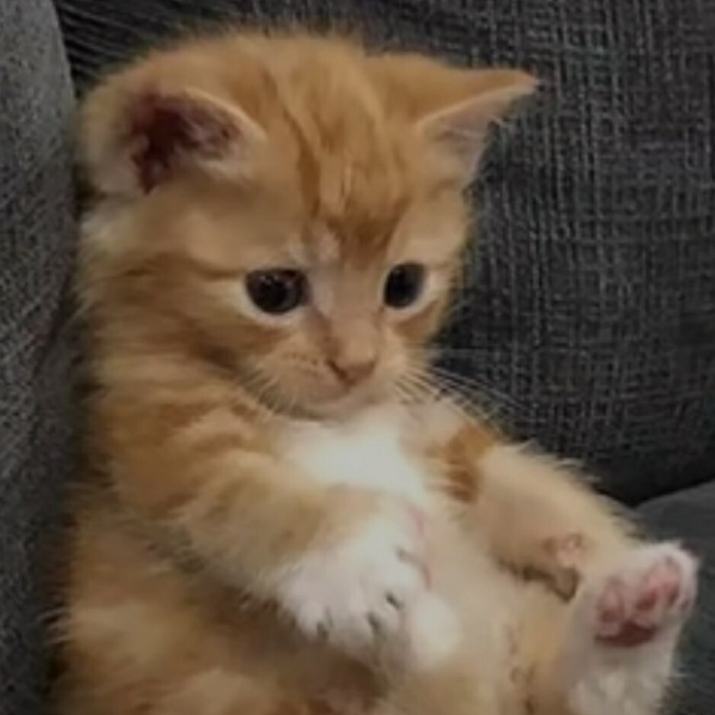 仌