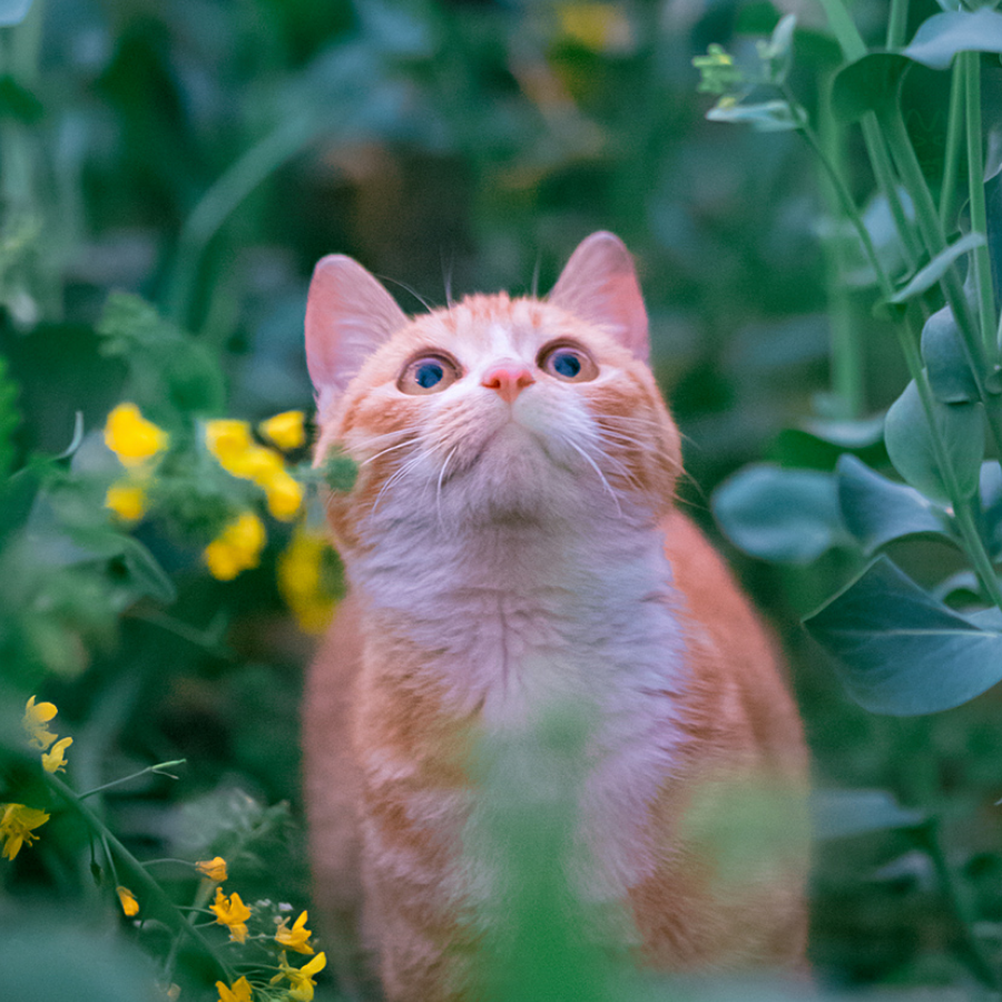 花
