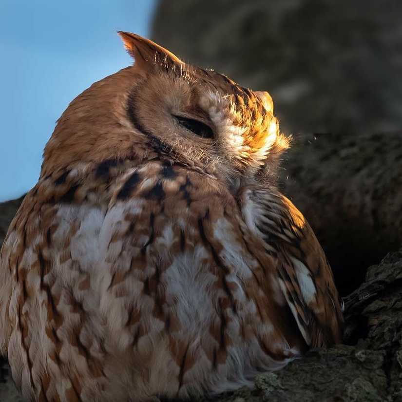 鸮形目20531087号