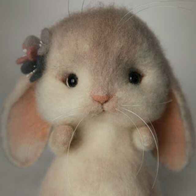 猫咪