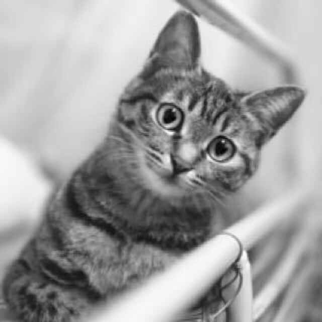 总有刁民想害朕