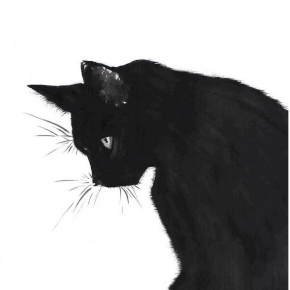 南山有只猫