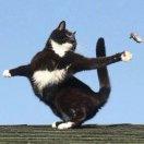 市川小姐可别是个球吧🌸