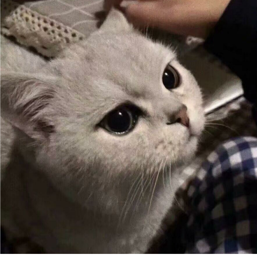 睡猫窝