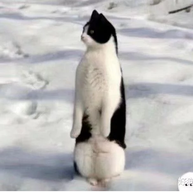 ~奇怪知识猫