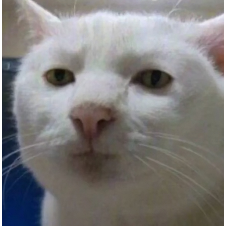 织毛衣的老猫Giào