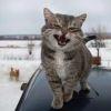 the  cat＇s  dem