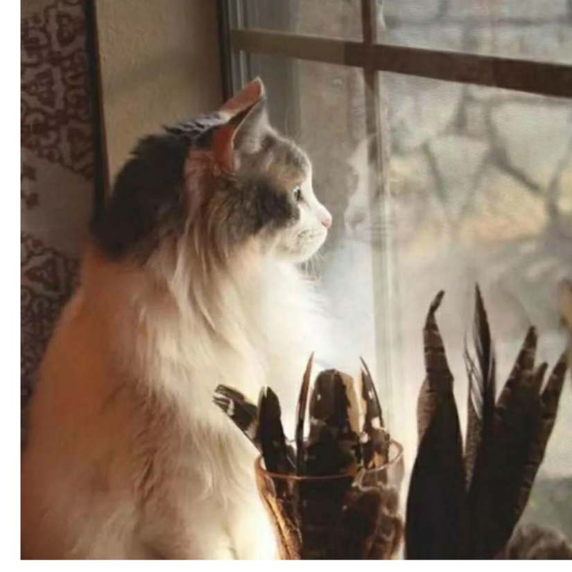 沉默的命令方块