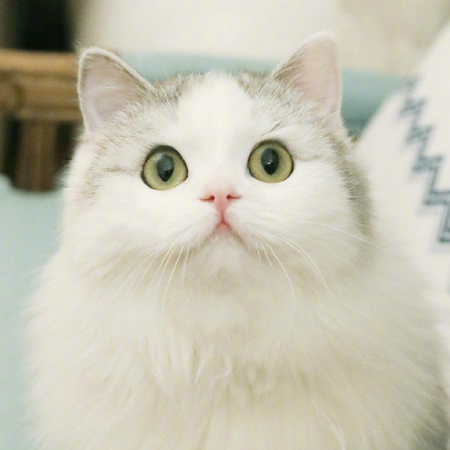 QAQ
