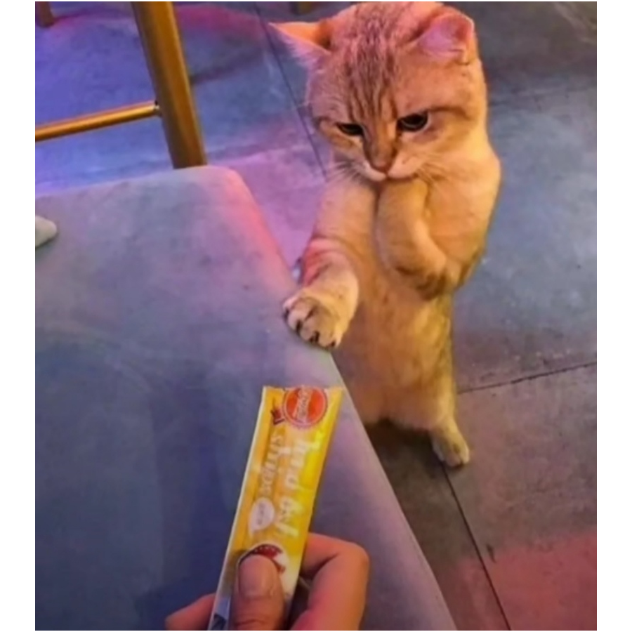 守候🌠孩子气