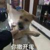 寒蛩