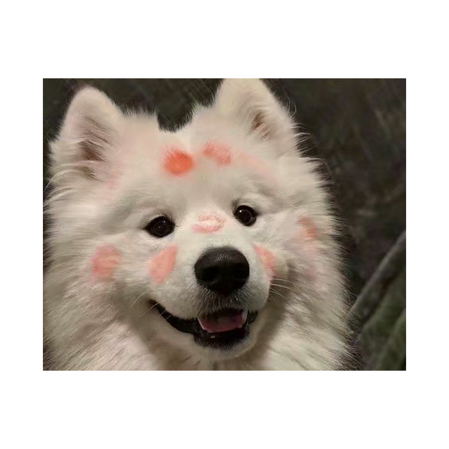苏临安