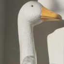 WHO